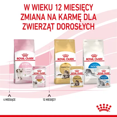 Royal Canin: w wieku 12 miesięcy zmiana na karmę dla zwierząt dorosłych. Karmy Kitten do 12 miesięcy, Maine Coon Adult i Indoor od 12 miesięcy. Widoczne opakowania produktów.