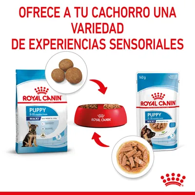 Royal Canin Puppy Maxi 2–15 meses: saco de croquetas, sobre de comida húmeda y bol con ambos tipos. Texto: Ofrece a tu cachorro una variedad de experiencias sensoriales.