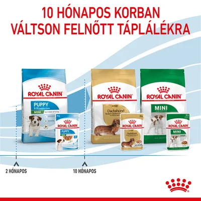 10 hónapos korban váltson felnőtt táplálékra. Royal Canin Puppy 2–10 hónapig, majd Royal Canin Adult Dachshund és Mini termékek 10 hónapos kortól.