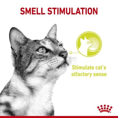 Tekst w języku angielskim: SMELL STIMULATION, Stimulate cat’s olfactory sense. Grafika kota i symbol nosa z miską.