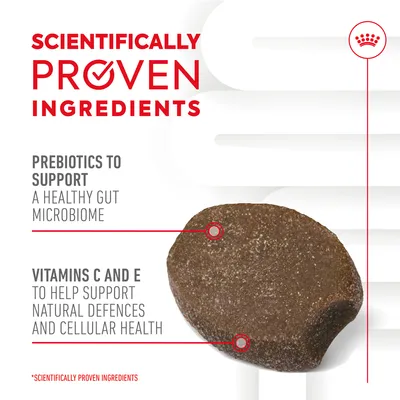 Scientifically proven ingredients. Prebiotics support a healthy gut microbiome. Vitamins C and E help support natural defences and cellular health. Image of a food kibble.