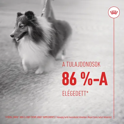 A tulajdonosok 86 %-a elégedett* (Royal Canin belső felmérés).
