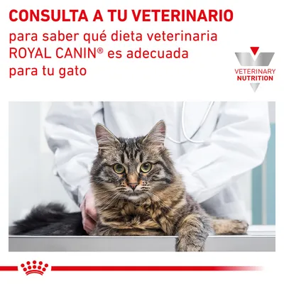 CONSULTA A TU VETERINARIO para saber qué dieta veterinaria ROYAL CANIN es adecuada para tu gato. VETERINARY NUTRITION. Imagen de un gato en una consulta veterinaria.