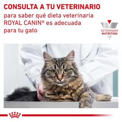 CONSULTA A TU VETERINARIO para saber qué dieta veterinaria ROYAL CANIN es adecuada para tu gato. VETERINARY NUTRITION. Imagen de un gato en una consulta veterinaria.