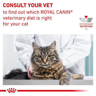 Consult your vet to find out which Royal Canin veterinary diet is right for your cat. Veterinary nutrition advice shown with a cat and a person in a white coat.