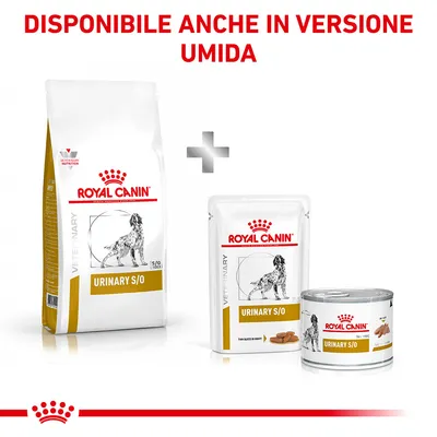 Royal Canin Urinary S/O disponibile in versione secca e umida, con confezione di crocchette, bustina e lattina. Testo visibile: DISPONIBILE ANCHE IN VERSIONE UMIDA.
