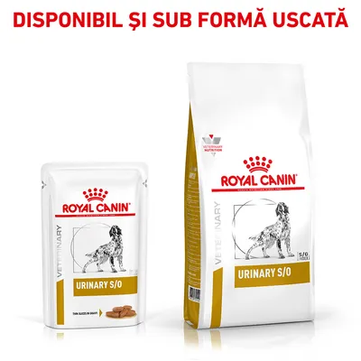 Royal Canin Urinary S/O pentru câini, plic și sac, text vizibil: DISPONIBIL ȘI SUB FORMĂ USCATĂ. Ambalaje cu imagine de câine și etichete galbene.