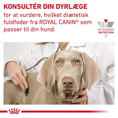 KONSULTÉR DIN DYRLÆGE for at vurdere, hvilket diætetisk fuldfoder fra ROYAL CANIN som passer til din hund. VETERINARY NUTRITION. Dyrlæge undersøger hund med stetoskop.