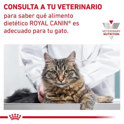 CONSULTA A TU VETERINARIO para saber qué alimento dietético ROYAL CANIN es adecuado para tu gato. Logotipo Veterinary Nutrition. Imagen de un gato en una consulta veterinaria.