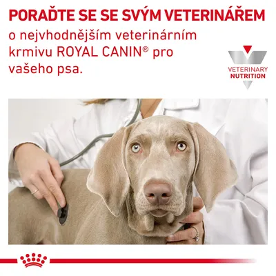 PORAĎTE SE SE SVÝM VETERINÁŘEM o nejvhodnějším veterinárním krmivu ROYAL CANIN pro vašeho psa. VETERINARY NUTRITION. Pes u veterináře.
