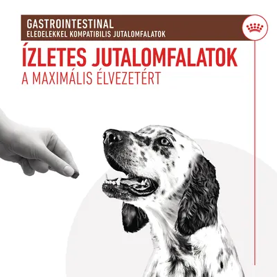 GASTROINTESTINAL eledelekkel kompatibilis jutalomfalatok. Ízletes jutalomfalatok a maximális élvezetért. Kutya és kéz jutalomfalattal látható.