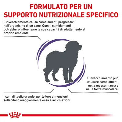 Testo: Formulato per un supporto nutrizionale specifico. L'invecchiamento nei cani causa cambiamenti, influenza adattamento, massa magra, forza muscolare e sollecita ossa e articolazioni.