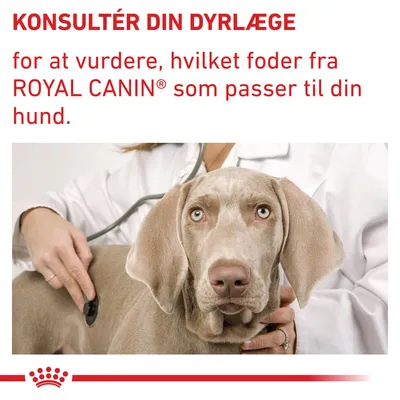 KONSULTÉR DIN DYRLÆGE for at vurdere, hvilket foder fra ROYAL CANIN som passer til din hund. Tekst over billede af dyrlæge med stetoskop og hund.