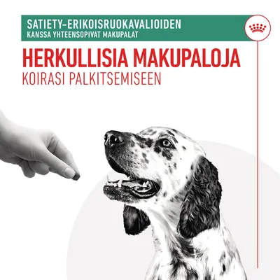 Teksti: Satiety-erikoisruokavalioiden kanssa yhteensopivat makupalat. Herkullisia makupaloja koirasi palkitsemiseen. Käsi antaa makupalan dalmatialaiselle koiralle.