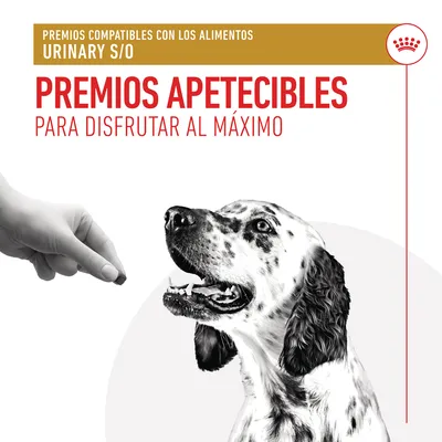 Premios compatibles con los alimentos URINARY S/O. Premios apetecibles para disfrutar al máximo. Imagen de una mano ofreciendo un premio a un perro blanco con manchas negras.