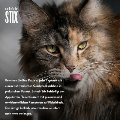 Schesir Stix: Belohnen Sie Ihre Katze mit gesunden Rezepturen auf Fleischbasis. Der einzige Leckerbissen, von dem sie sofort nach mehr verlangen.