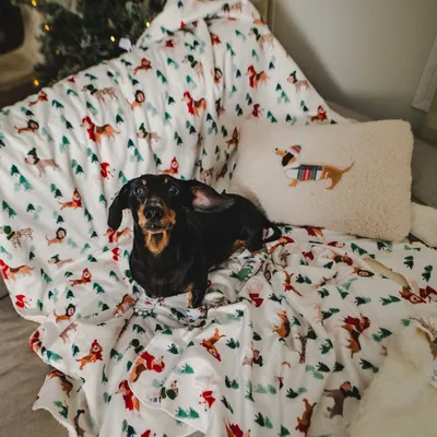 Cão sobre uma manta com motivos de Natal e uma almofada com bordado de cão. Produto mostra têxteis decorativos para animais de estimação.