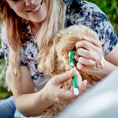 Vrouw poetst de tanden van een kleine hond met een groene tandenborstel. Demonstratie van gebitsreiniging bij huisdieren.