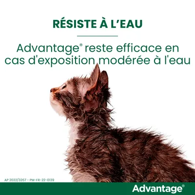 Résiste à l’eau. Advantage reste efficace en cas d’exposition modérée à l’eau. Chat mouillé de profil, marque Advantage visible en bas.