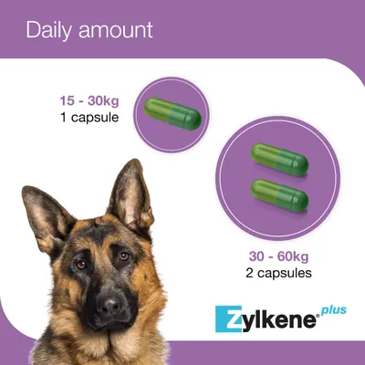 Zylkene Plus Calming Supplement 450mg for Large Dogs 15 - 60 kg - 30 Capsules Zylkene Plus Calming Supplement 450mg for Large Dogs 15 - 60 kg - 30 Capsules