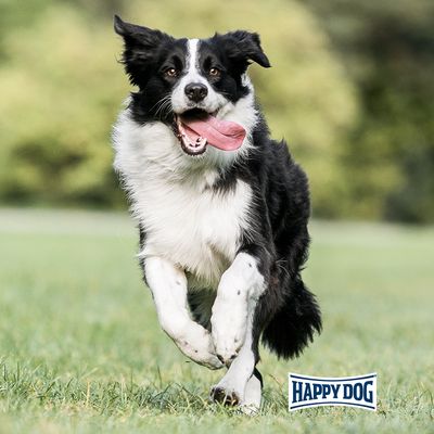 Logo Happy Dog. Cane nero e bianco corre su un prato con la bocca aperta e la lingua fuori.