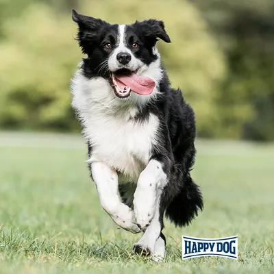 Logo Happy Dog. Cane nero e bianco corre su un prato con la bocca aperta e la lingua fuori.