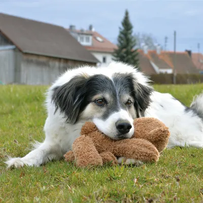 Dog playing on a meadow with a brown plush toy.