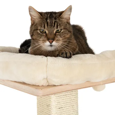 Bruntabbykatt ligger på en beige plyschbädd som är fäst på en träplattform med sisal-klöspelare.