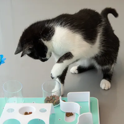 Musta-valkoinen kissa leikkii ruokintalelulla, jossa on läpinäkyvät kupit ja vihreä alusta. Kupeissa näkyy kuivaruokaa.