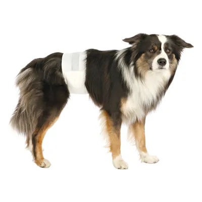 Chien adulte portant une bande blanche autour de l’abdomen, illustrant l’utilisation d’une ceinture hygiénique pour animaux. Fourrure longue, couleurs noir, blanc et brun. Chien adulte portant une bande blanche autour de l’abdomen, illustrant l’utilisation d’une ceinture hygiénique pour animaux. Fourrure longue, couleurs noir, blanc et brun.
