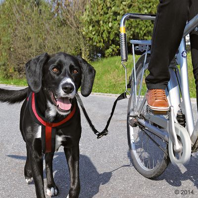 Câine cu ham roșu atașat la o lesă specială fixată de o bicicletă, lângă o persoană care pedalează. Lesa are arc metalic vizibil pentru siguranță.