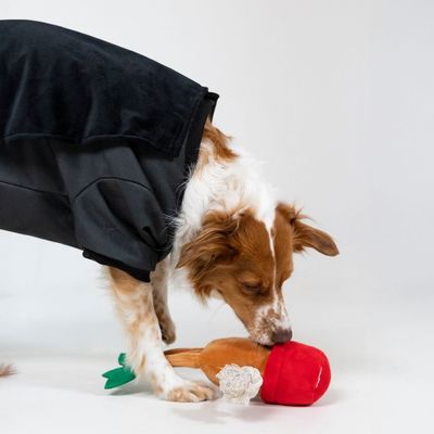 Chien portant un manteau noir, reniflant un jouet en forme de légume en peluche rouge et marron avec feuilles vertes et corde blanche visible.
