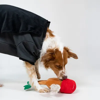 Dog with black coat playing with red and brown fabric toy shaped like a carrot.