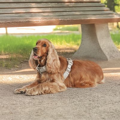 Dog with brown fur wearing a light grey harness lying on a path under a park bench.