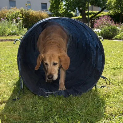 Perro grande atravesando un túnel de agilidad para perros de material textil azul en un jardín al aire libre.