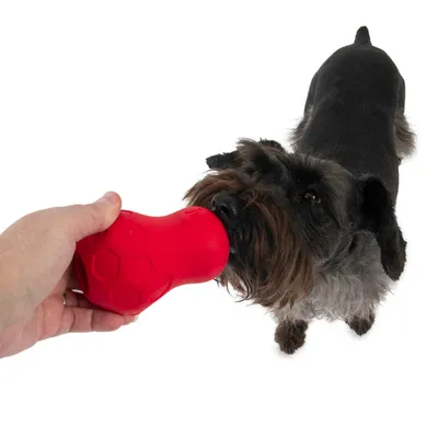 Hund spielt mit rotem Spielzeug in Knochenform, das von einer Hand gehalten wird.