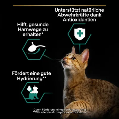 Tukee luonnollista vastustuskykyä antioksidanttien ansiosta, auttaa ylläpitämään terveitä virtsateitä, edistää hyvää nesteytystä. Huomautus: Laimennettu virtsa, kuten kaikki kissan märkäruoat.