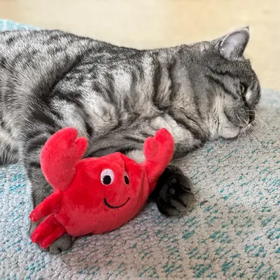 Gatto grigio sdraiato su tappeto accanto a gioco di peluche rosso a forma di granchio con volto sorridente.