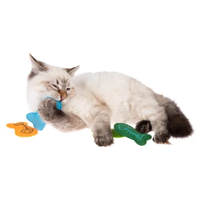 Chat allongé avec trois jouets en forme de poisson colorés (bleu, vert, orange) en tissu, tenant le jouet bleu dans sa patte et sa bouche. Fond blanc.