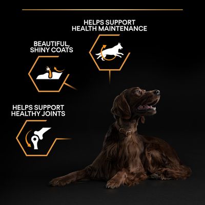 Text: Helps support health maintenance, Beautiful shiny coats, Helps support healthy joints. Bild på brun hund liggande mot svart bakgrund.