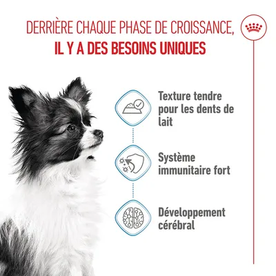 Graphique avec un chien et trois points : texture délicate pour les dents de lait, système immunitaire fort, développement du cerveau. Texte français sur les besoins uniques pendant les phases de croissance.