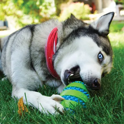 Hund spielt mit grünem Spielzeugball mit Noppen auf einer Wiese. Produkt zeigt Anwendung des Spielzeugs.