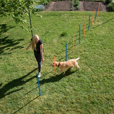 Frau trainiert Hund mit farbigen Slalomstangen auf einer Wiese. Trainingszubehör für Hunde zur Verbesserung von Geschicklichkeit und Bewegung.