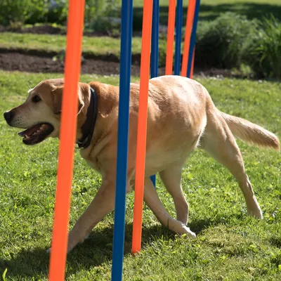 Koira juoksee oranssien ja sinisten pujottelutankojen läpi vihreällä nurmella, näyttää agility-harjoitussetin käyttöä.
