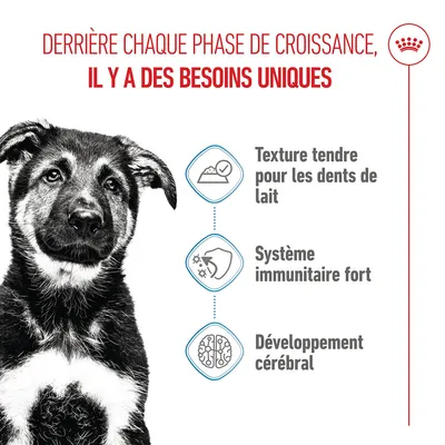 Graphique avec trois points : texture délicate pour les dents de lait, système immunitaire fort, développement du cerveau. Texte français sur les besoins uniques à chaque phase de croissance.