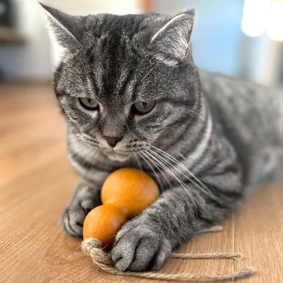 Siva mačka se igra z oranžno igračo iz dveh povezanih kroglic in vrvico na lesenih tleh.