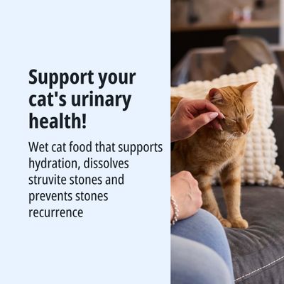 Wet cat food supports hydration, dissolves struvite stones and prevents the recurrence of stones. Cat is being stroked.