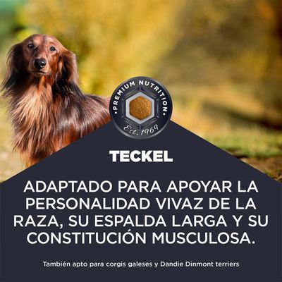 Teckel. Adaptado para apoyar la personalidad vivaz, la espalda larga y la constitución musculosa. También apto para corgis galeses y Dandie Dinmont Terrier.