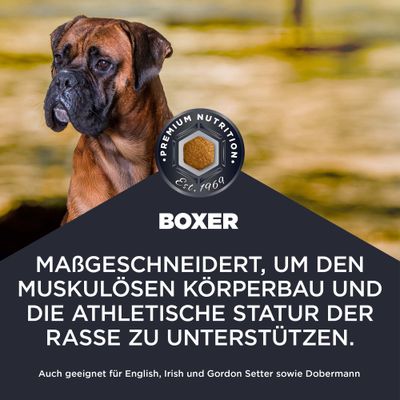 Premium Nutrition Boxer. Maßgeschneidert, um den muskulösen Körperbau und die athletische Statur der Rasse zu unterstützen. Auch geeignet für English, Irish und Gordon Setter sowie Dobermann.