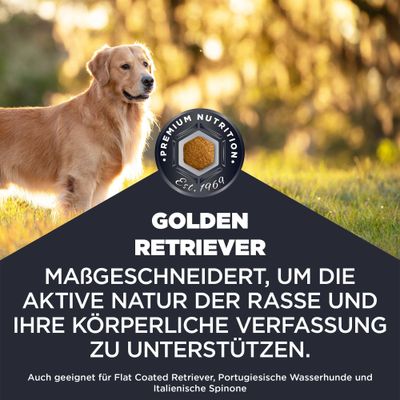 Golden Retriever. Maßgeschneidert, um die aktive Natur der Rasse und ihre körperliche Verfassung zu unterstützen. Auch geeignet für Flat Coated Retriever, Portugiesische Wasserhunde und Italienische Spinone.